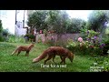 Frolicking fox siblings