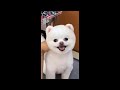 AWW Animals SOO Cute! Cute baby animals Videos Compilation cute moment of the animals #2