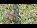 Истории одного поля. Зайчик |  One field stories. Bunny