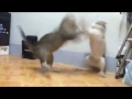 Mortal Kombat Catfight