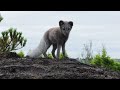 Arctic Foxes arrive in their new home