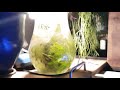 Tubifex in aquarium breed + Daphnia test