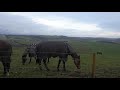 Horses  Rover and Starlings