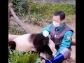 Panda os ursos mais dóceis do mundo!