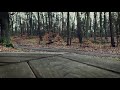 4k Light Rain in the Forest - 1h of Relaxing High Quality Raindrop Sounds for Sleep