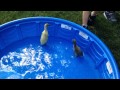 How to Care for Baby Ducks