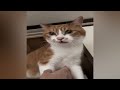 Funniest Animals 2024 😻 Best Funny Cats and Dogs Videos 😍🐶 #18