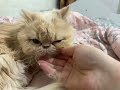 Purring and Love of My Persian Cat