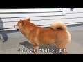 A kitten's big adventure! A gentle room tour watched over by a mother Shiba Inu.