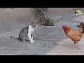 This Cat Defeats Dogs! Most Amazing Moments Cat vs Dog, Bear, Snake.. | Funny Animal Videos 2024