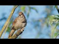 Nightingale bird singing - very beautiful bird sounds