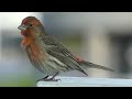 House Finch Singing at Portland International Airport (PDX | KPDX) - May 16, 2023