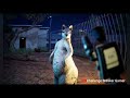 Zoochosis All New Monsters Animals Scary Moments & Jumpscares + New Gameplay Showcase ( 4K60FPS )