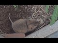 Gopher digging a hole