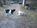 Cosmo and goats Playtime