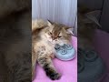 Laugh until my stomach hurts.The Cat and the Duck.(Click to watch the full version) #cute #funny
