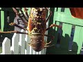 Fresh Caribbean Lobster caught in St Maarten