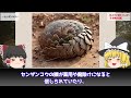 【ゆっくり解説】もうすぐ地球上から消え去る生き物10選を解説/数を減らし続ける生物たち