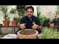 Multiple crops in a pot | Coriander and mint in winter | Amazing shelter technique in harsh weather