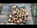 Harvesting King Edward Potato's From Two Pots