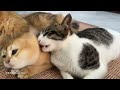 The cat guards me while I sleep. It’s so fun to live with cute animals!Cute pet video. Funny cat.