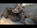 Rescue Orphan Kitten Is Starving And Finishing Complete Bottle Of Milk In One Gulp