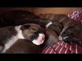 Akita X Boxer Puppies - 2 weeks old