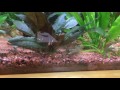 Algae wafer feeding time - Panda Garras and Corydoras