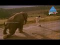 ஒரு தாயின் | Nadakkattum Raja Whatsapp Status Song | Ram Lakshman Movie Songs | Kamal Haasan