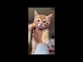 😂 Funniest Cats and Dogs Videos 😺🐶 || 🥰😹 Hilarious Animal Compilation №425