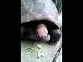 tortoise gal eating KangKong too at Farm in the City 3 Oct 2015