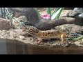 Eublepharis macularius [Leopard Gecko] Hunting crickets