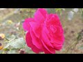Surah Rahman Episode - 00233 By Qari Nadeem Yousuf | Sureh Rahman in Beautiful Voice|