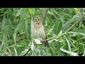Singing male Common Rosefinch - Carpodacus erythrinus - Roodmus / Zeebrugge - Belgium / June 2, 2024