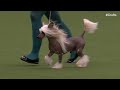 Toy Group Judging | Crufts 2024