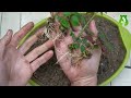 The method of growing roses from buds the whole world does not know | How to propagation Roses