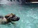 Swimming Puppy