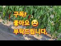 고추가 굽거나 휘어지는 현상 예방하는 방법(농사의신)/How to prevent red pepper from burning or warping