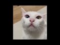 😂 Funniest Cats and Dogs Videos 😺🐶 || 🥰😹 Hilarious Animal Compilation №364