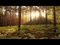 Nightingale in the forest Nightingale singing the forest noises Sounds of nature Singing birds