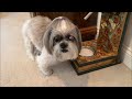 Shih Tzu Loves Treats! 😋🍖 | See How Our 15 Year Old Dog Lacey is Doing 😉🐾