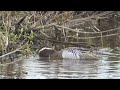 Garganey, Staffordshire