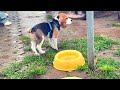 Beagle Bonus Track