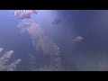 Underwater video of Redhead Cichlids (Vieja melanurus) in South Florida