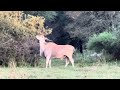 Eland | The Africa’s Elegant Antelope