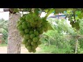 #munthiri krishi(how to grow grapes at home 2019)