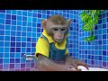 KiKi Monkey bathing in Foamy Bathtub in toilet with Duckling and go swimming pool | KUDO ANIMAL KIKI
