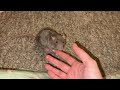 Meet my pet rat Crumb!