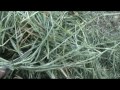 Soaking hay process to lower sugars in hay