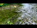 Relaxing Forest Stream, Heal Stress, Anxiety and Depression, Heal your Mind